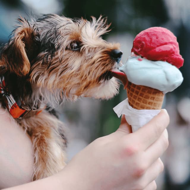 little dog eats ice cream